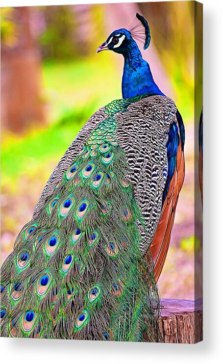 Bird Acrylic Print featuring the photograph Proudly spotted by Tatiana Travelways