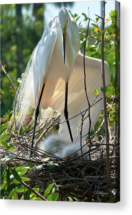 Birds Acrylic Print featuring the photograph Providing A Little Shade by Christopher Holmes