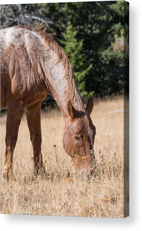 2015 Acrylic Print featuring the photograph Pryor Mountain Wild Mustang by Bert Peake