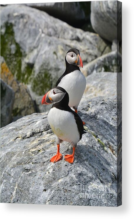 Puffins Acrylic Print featuring the photograph Puffins by Steve Brown