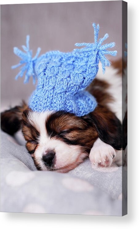 Iuliia Malivanchuk Acrylic Print featuring the photograph puppy in a knitted hat by Iuliia Malivanchuk by Iuliia Malivanchuk