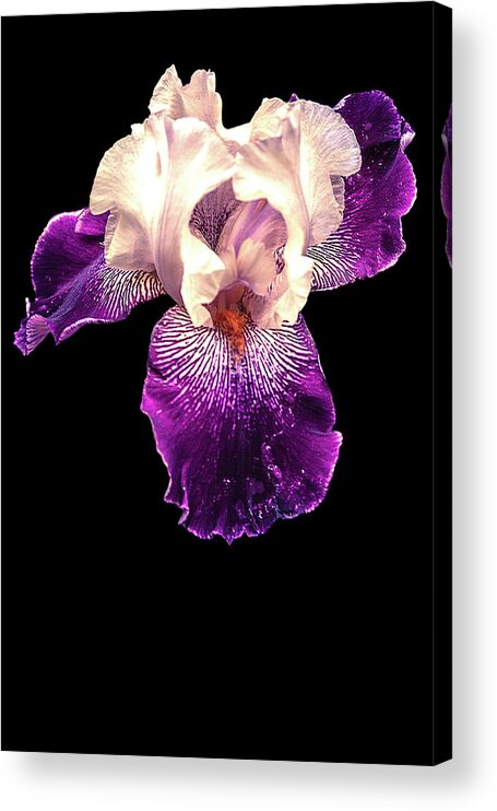 Iris Acrylic Print featuring the photograph Purple and White Iris by Mike Stephens