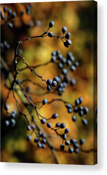 Purple Berries Acrylic Print featuring the photograph Purple Berries 7190 H_2 by Steven Ward