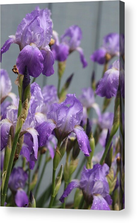 Purple Iris Acrylic Print featuring the photograph Purple Irises by Lauri Novak