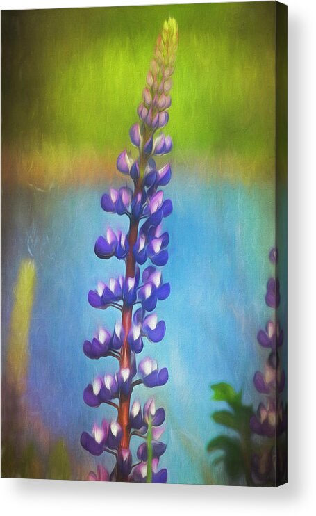 Lupine Acrylic Print featuring the photograph Purple Lupine by Cindi Ressler