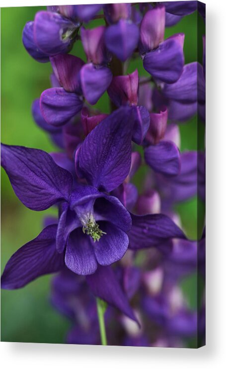Dark Purple Acrylic Print featuring the photograph Purple Petals by Tammy Pool