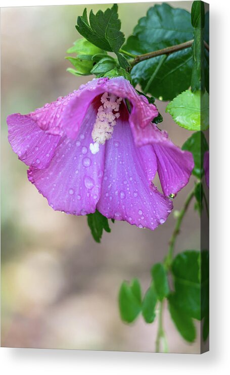 Terry D Photography Acrylic Print featuring the photograph Purple Rose Of Sharon Raindrops by Terry DeLuco