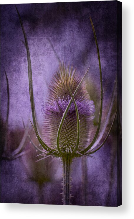 Clare Bambers Acrylic Print featuring the photograph Purple Teasel by Clare Bambers