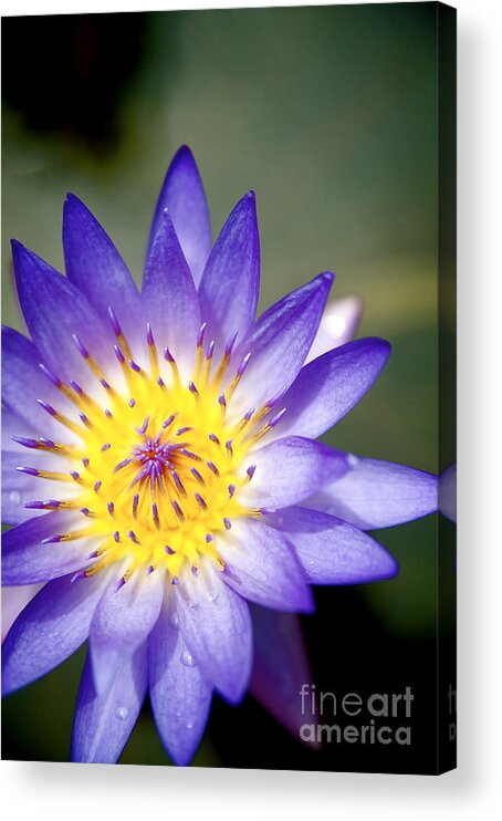 Beautiful Acrylic Print featuring the photograph Purple Waterlily Close-up by Kicka Witte - Printscapes