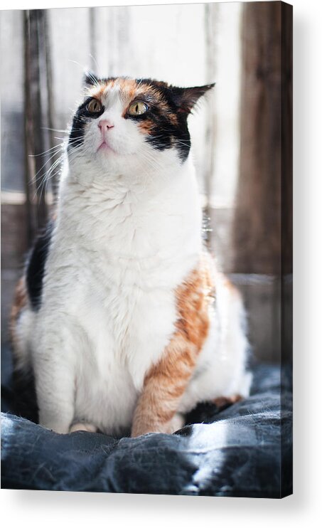 Cat Acrylic Print featuring the photograph Puzzled by Laura Melis