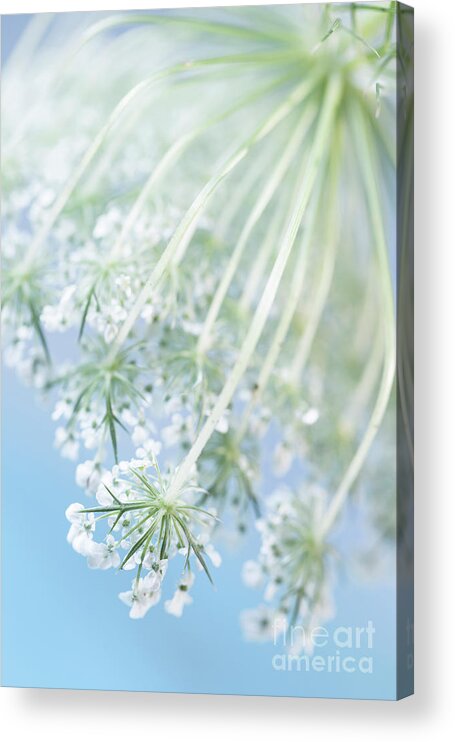 Queen Anne's Lace Acrylic Print featuring the photograph Queen Anne's lace by Masako Metz