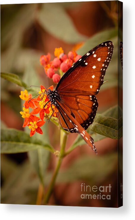 Butterfly Acrylic Print featuring the photograph Queen Butterfly on Flowers by Ana V Ramirez