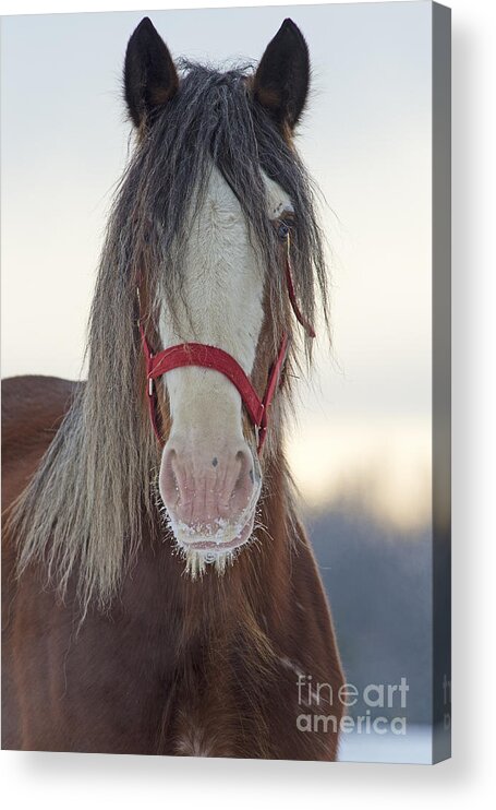 Nina Stavlund Acrylic Print featuring the photograph Queen Mare.. by Nina Stavlund