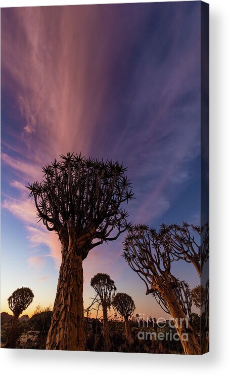 Africa Acrylic Print featuring the photograph Quiver Trees 14 by Inge Johnsson