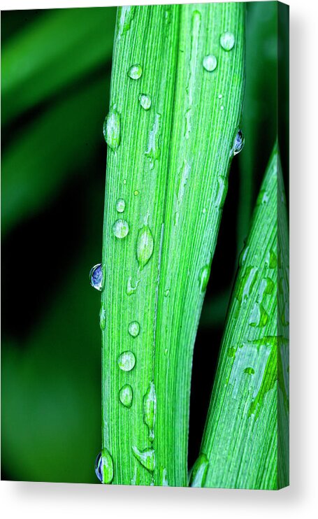 Rain Acrylic Print featuring the photograph Rain Drops 26 Leaves by Robert Ullmann