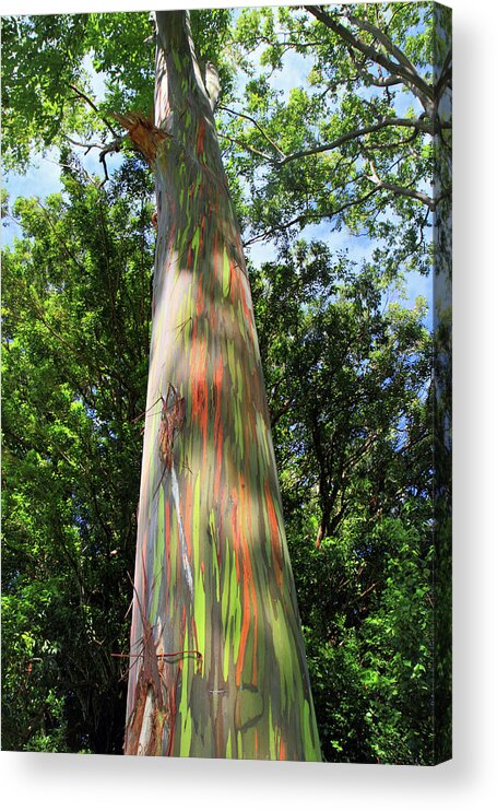 Rainbow Acrylic Print featuring the photograph Rainbow tree by Pierre Leclerc Photography