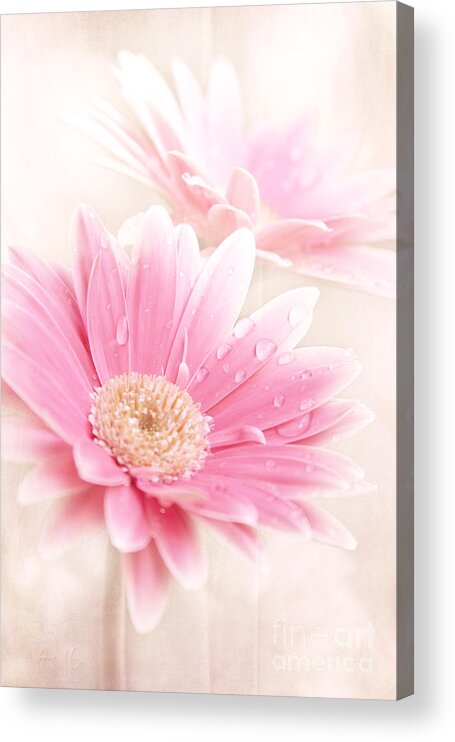 Raining Petals Acrylic Print featuring the photograph Raining Petals by Sharon Mau