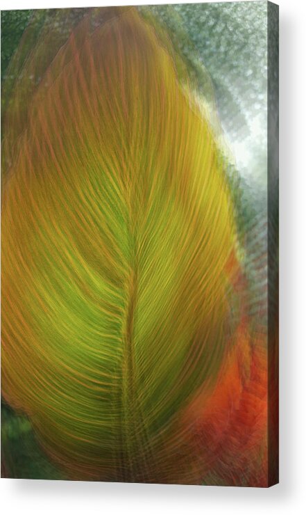 Leaves Acrylic Print featuring the photograph Rasta Hosta by Deborah Hughes