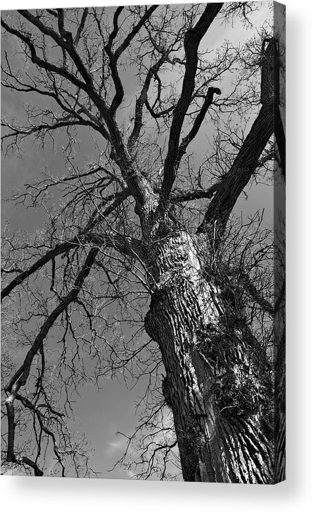 Tree Acrylic Print featuring the photograph Reaching Up by Kate Hannon