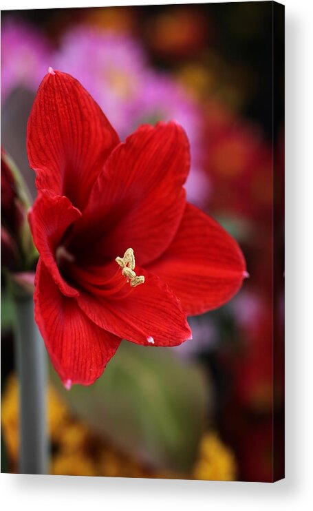 Amaryllis Acrylic Print featuring the photograph Red Amaryllis by Tammy Pool