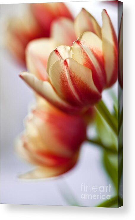 Tulip Acrylic Print featuring the photograph Red and White Tulips by Nailia Schwarz