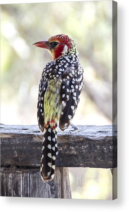 Bird Acrylic Print featuring the photograph Red-and-Yellow Barbet by Pravine Chester