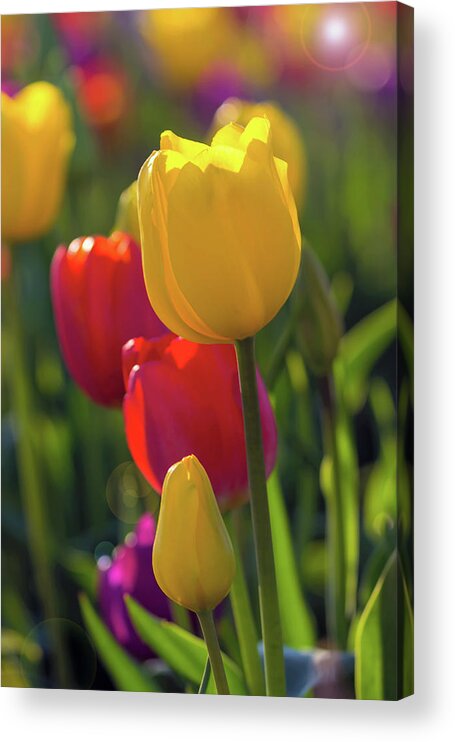 Tulip Acrylic Print featuring the photograph Red and Yellow Tulips Closeup by David Gn