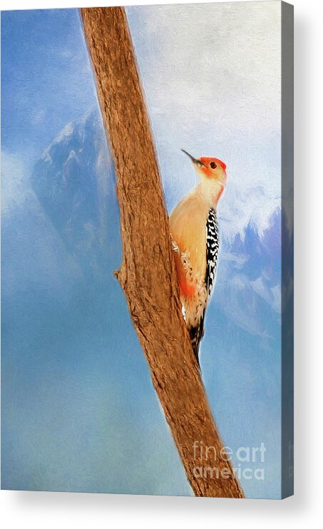 Digital Painting Acrylic Print featuring the digital art Red Bellied WoodPecker by Darren Fisher