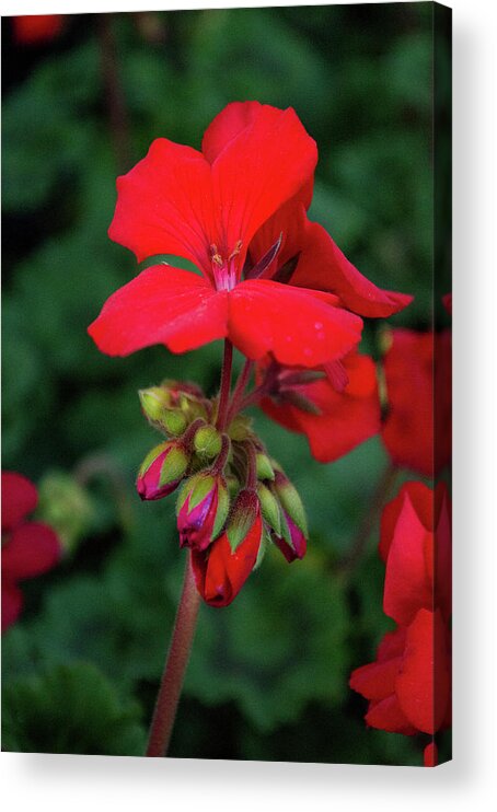 Red Acrylic Print featuring the photograph Red Blooms by Lisa Blake