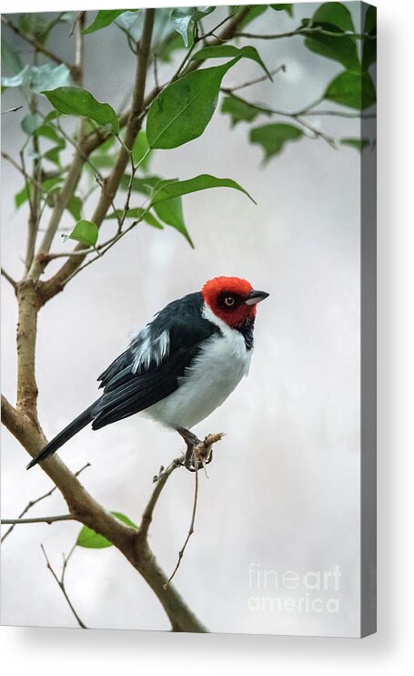 South America Acrylic Print featuring the photograph Red Capped Cardinal 2 by Ed Taylor
