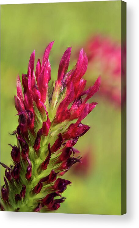 Red Clover Acrylic Print featuring the photograph Red Clover Macro by Barry Jones