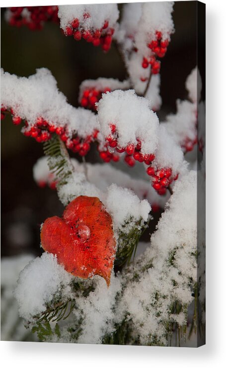 Salem Acrylic Print featuring the photograph Red fall leaf on snowy Evergreen branch by Jeff Folger