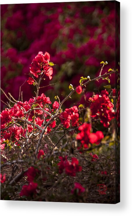 Red Flowering Quince Scrub Acrylic Print featuring the photograph Red Flowering Quince Schrub by Daniel Hebard