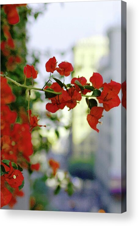 City Acrylic Print featuring the photograph Red Flowers Downtown Los Angeles Street View Portrait by Matt Quest