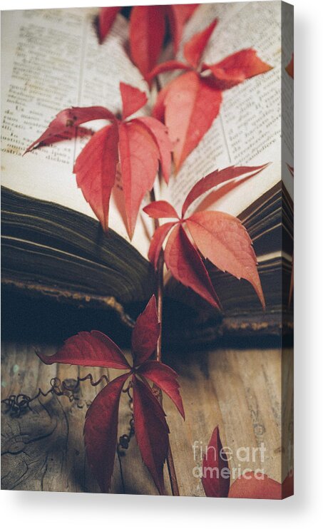 Book Acrylic Print featuring the photograph Red ivy by Jelena Jovanovic