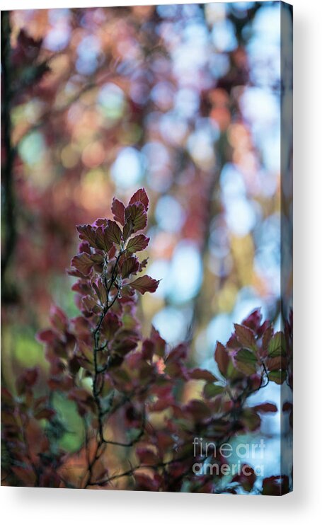 Leaves Acrylic Print featuring the photograph Red Leaves Abstract by Mike Reid