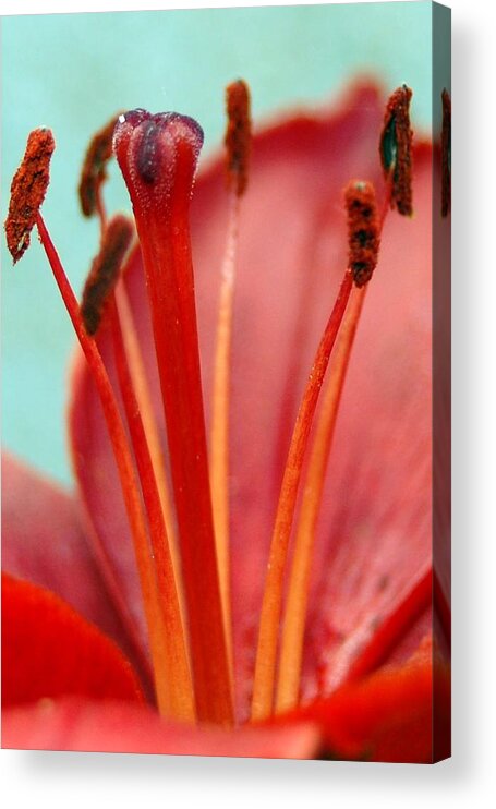 Flower Acrylic Print featuring the photograph Red Lily Reach by Amy Fose