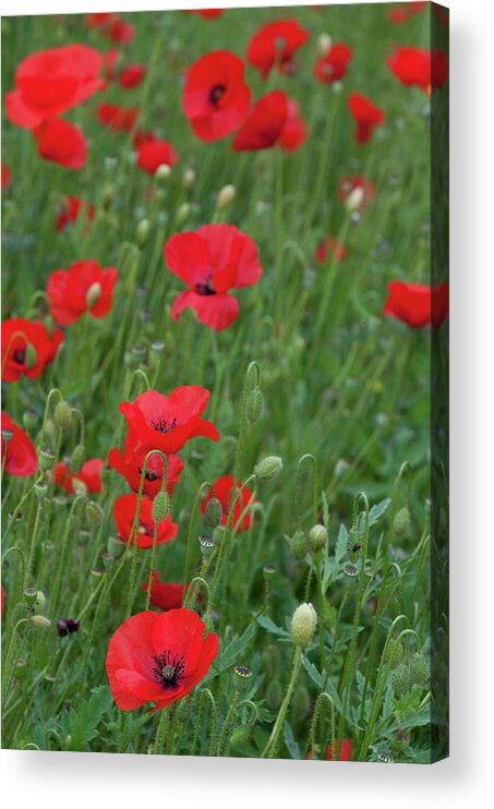 Poppy Acrylic Print featuring the photograph Red poppie anemone field by Michalakis Ppalis