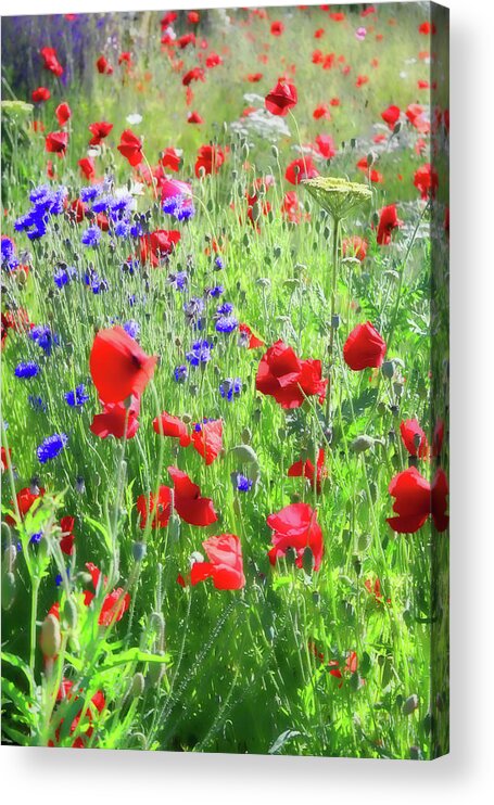 Red Poppies Acrylic Print featuring the photograph Red Poppies in a Field by Sherrie Triest
