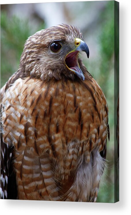 Red Acrylic Print featuring the photograph Red Shouldered Hawk by Jill Lang