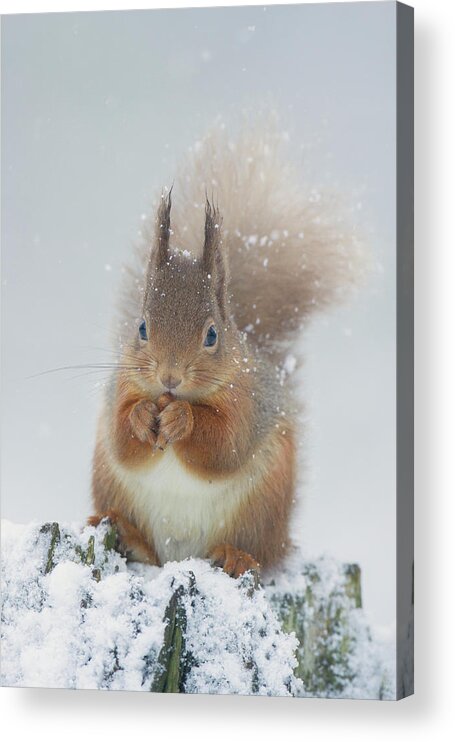 Red Acrylic Print featuring the photograph Red Squirrel With Snowflakes by Pete Walkden