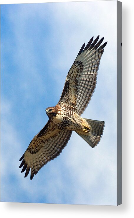 Hawk Acrylic Print featuring the photograph Red Tail Hawk by Randall Ingalls