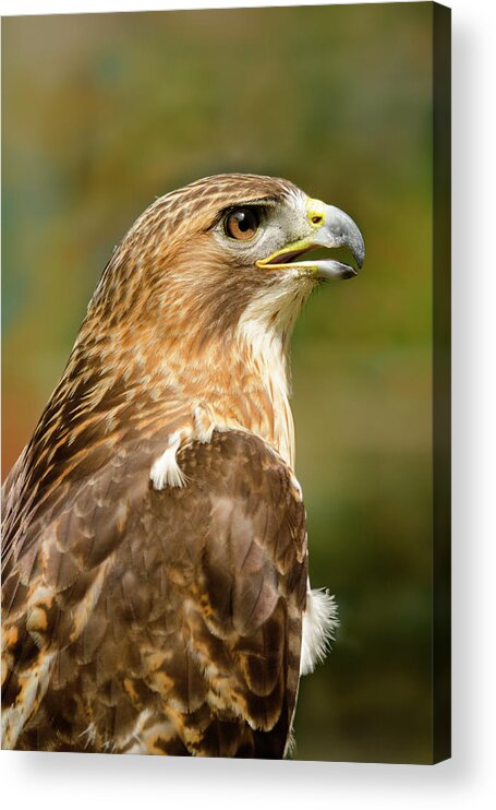 Animal Acrylic Print featuring the photograph Red-Tailed Hawk Close-up by Ann Bridges