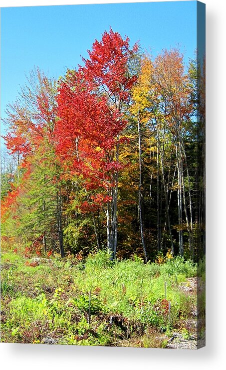 Red Acrylic Print featuring the photograph Red Tree by Wayne Toutaint
