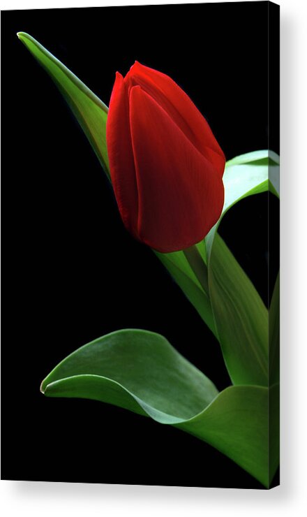Tulip Acrylic Print featuring the photograph Red Tulip. by Terence Davis