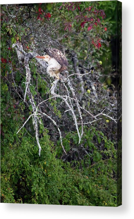 Redtail Hawk Acrylic Print featuring the photograph Redtail Hawk 092017 by Bill Wakeley