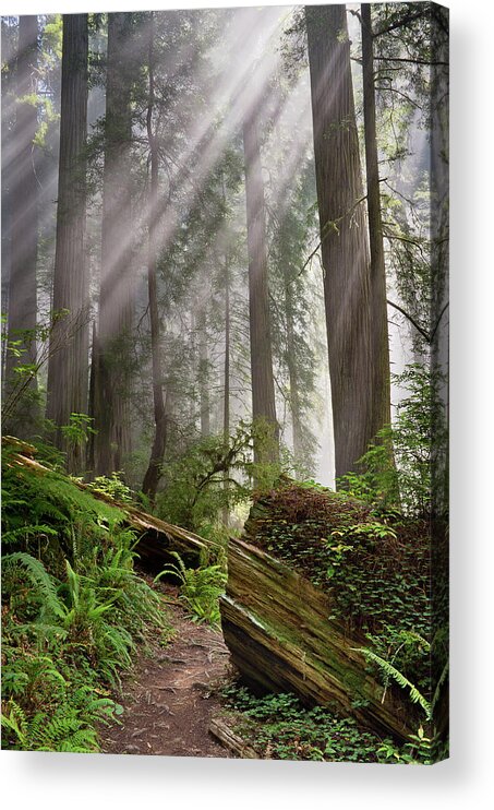 Redwoods Acrylic Print featuring the photograph Redwood Light by Greg Nyquist