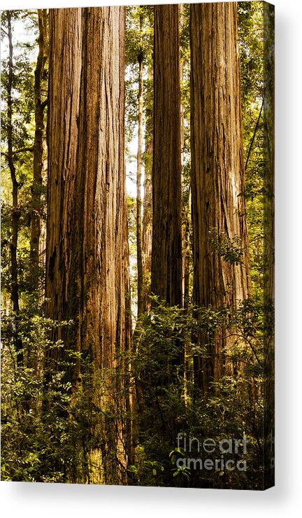 Redwoods Acrylic Print featuring the photograph Redwood Majesty by Vivian Christopher