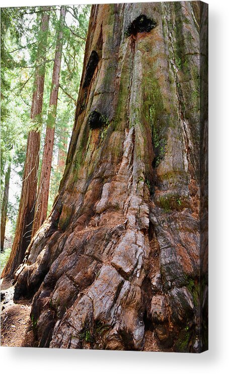Sequoia National Park Acrylic Print featuring the photograph Redwood Mountain Grove Giant Sequoia Portrait by Kyle Hanson