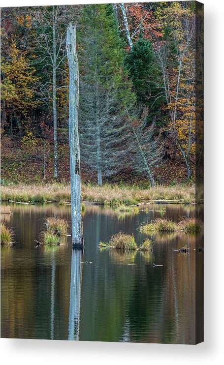 Autumn Acrylic Print featuring the photograph Reflected tree by Paul Freidlund